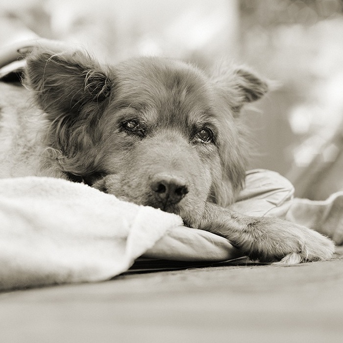 old dog