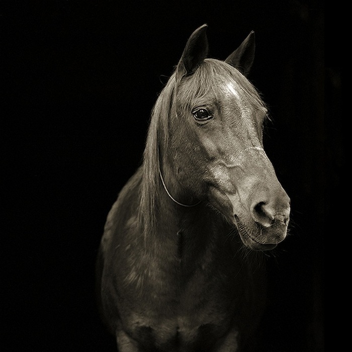 old horse