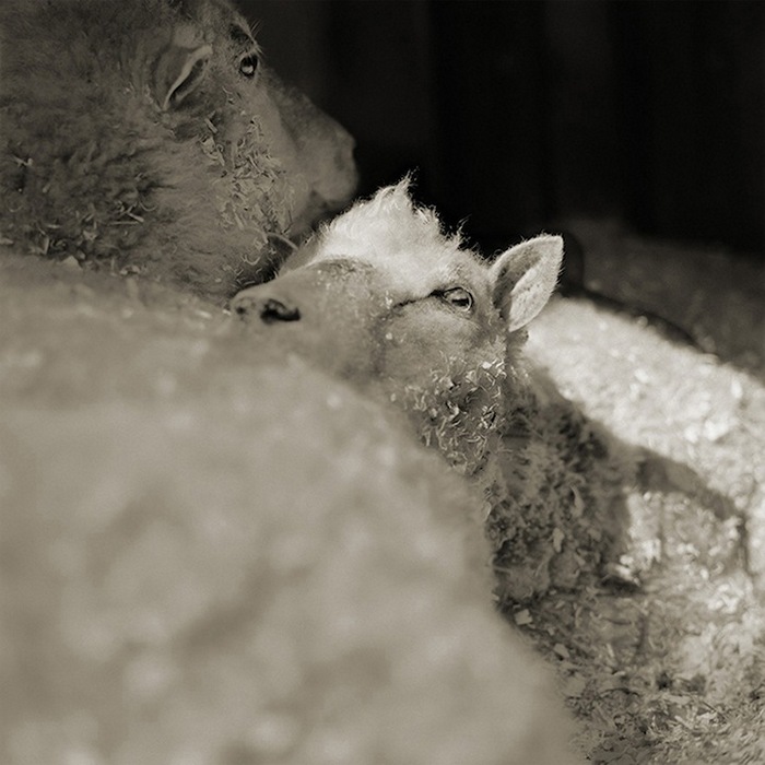 old sheep