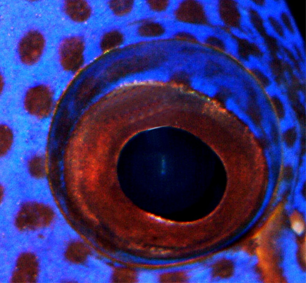 animal-eye-14.jpg
