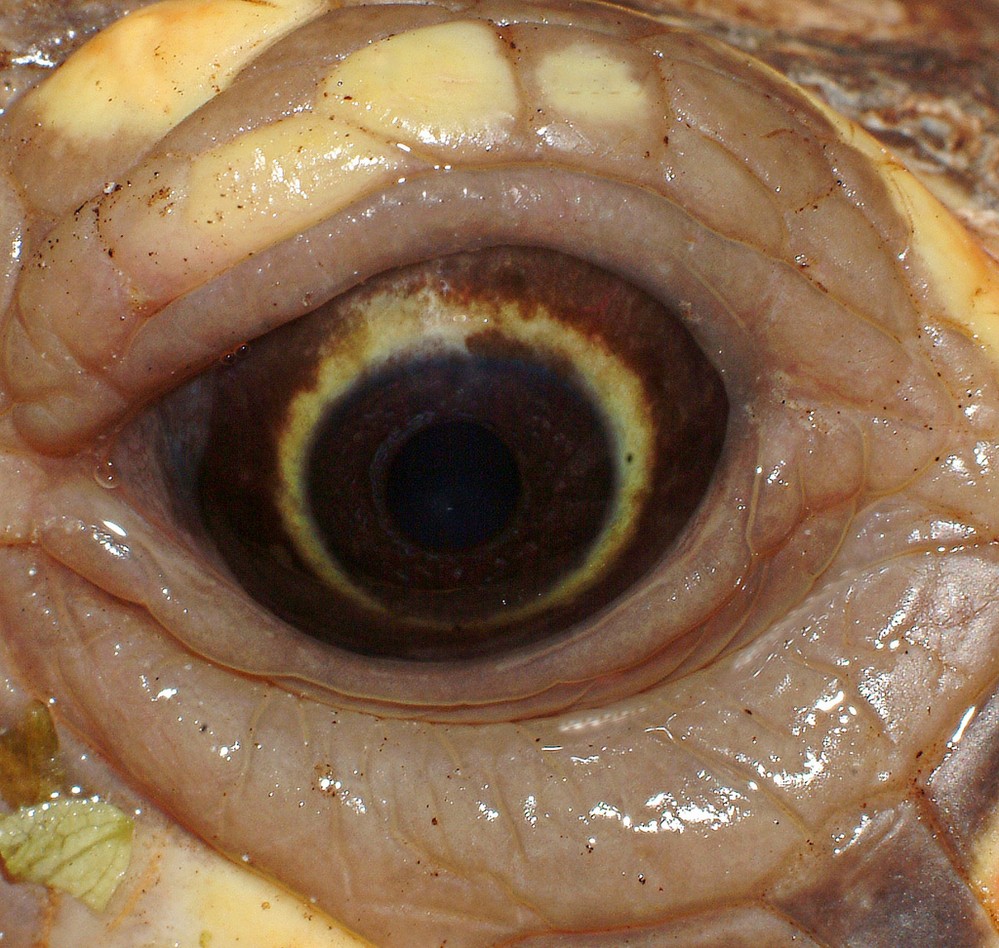 animal-eye-17.jpg