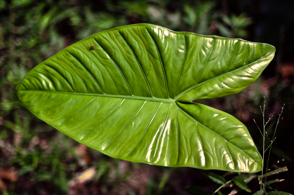 andaman-green-12.jpg
