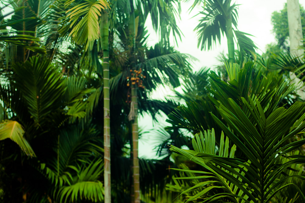 andaman-green-17.jpg
