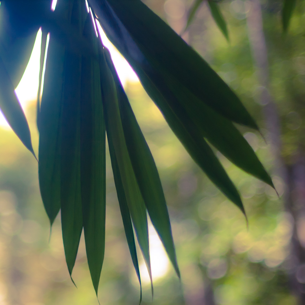 andaman-green-18.jpg