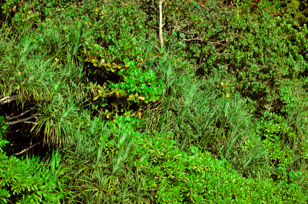 andaman-green-4.jpg