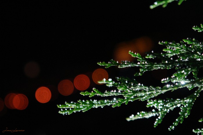 christmas-35.jpg
