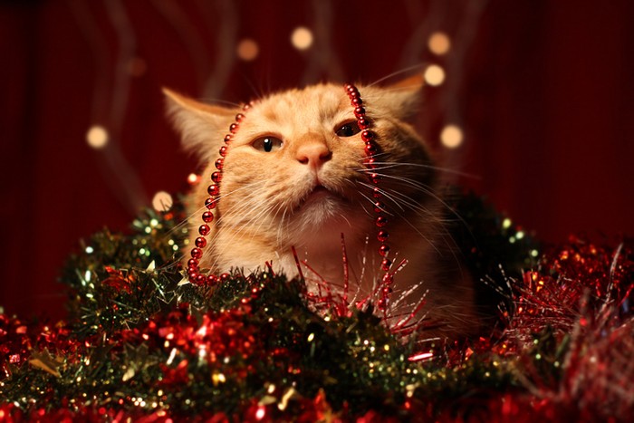 christmas-40.jpg