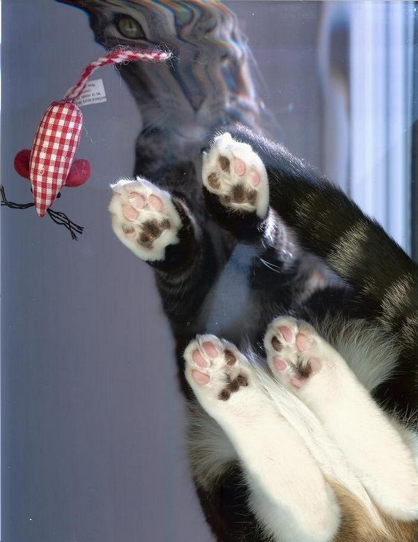 cat-scan-02.jpg
