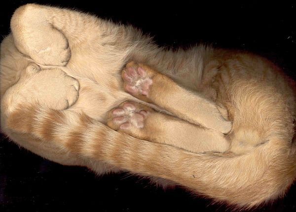 cat-scan-04.jpg