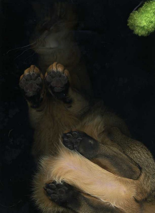 cat-scan-05.jpg