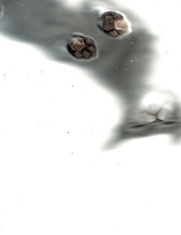 cat-scan-06.jpg