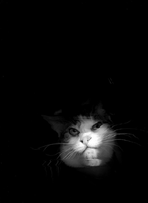 cat-scan-08.jpg