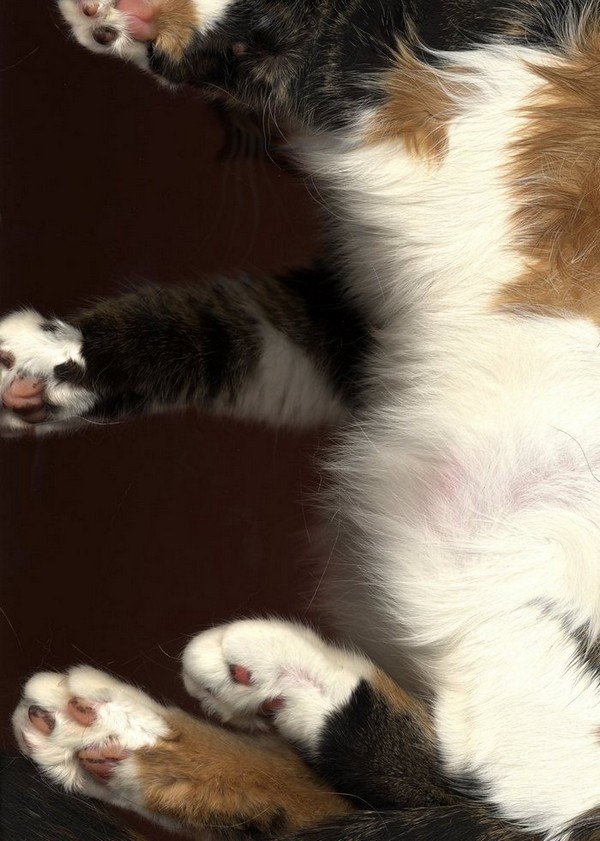 cat-scan-12.jpg