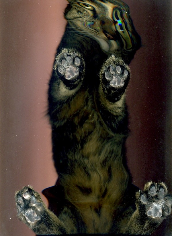 cat-scan-13.jpg