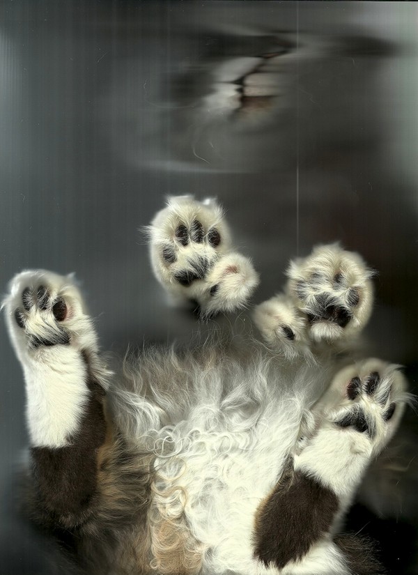 cat-scan-14.jpg