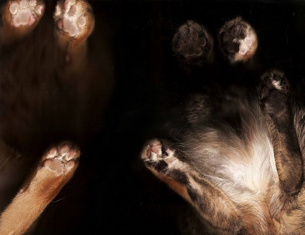 cat-scan-16.jpg