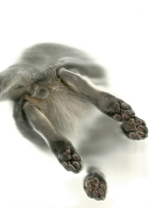 cat-scan-17.jpg