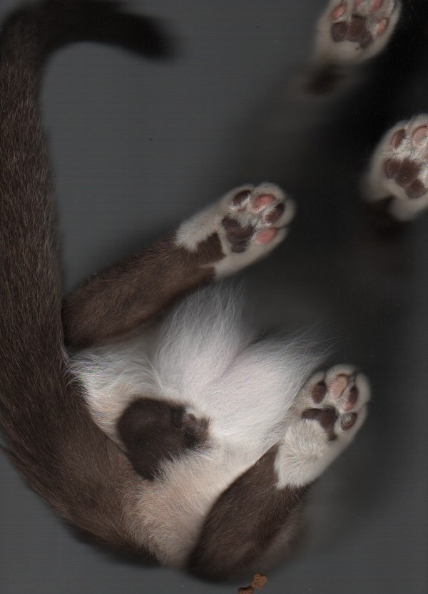 cat-scan-18.jpg