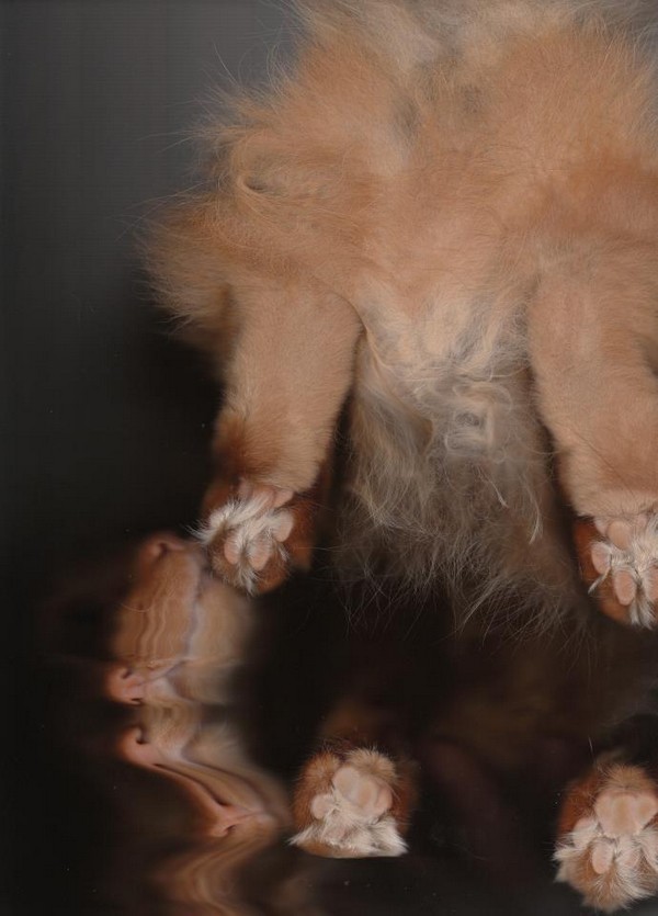cat-scan-20.jpg