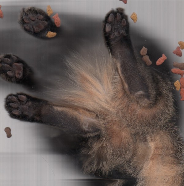 cat-scan-21.jpg