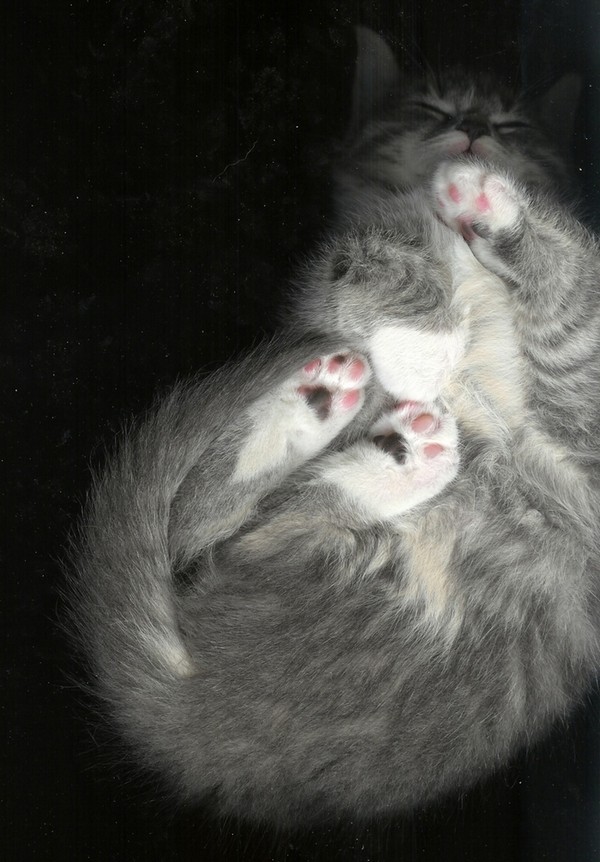 cat-scan-23.jpg