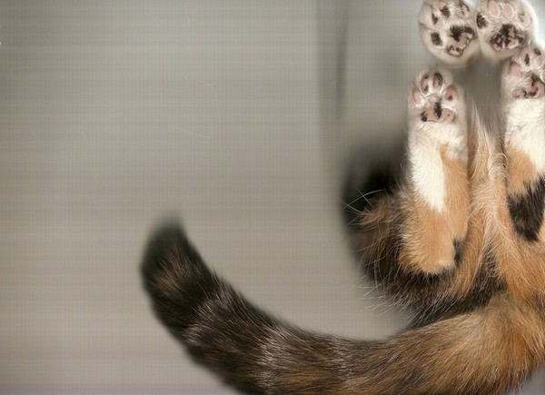 cat-scan-24.jpg