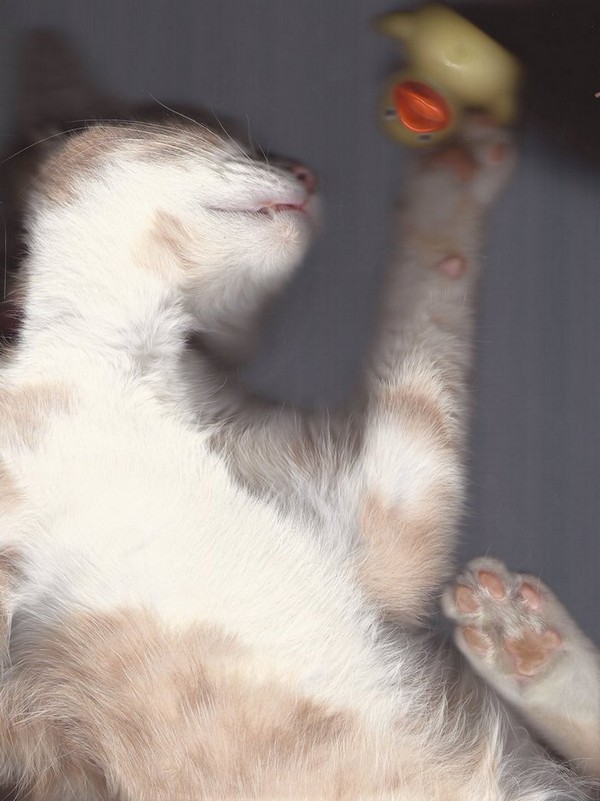cat-scan-25.jpg