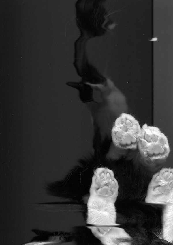 cat-scan-29.jpg
