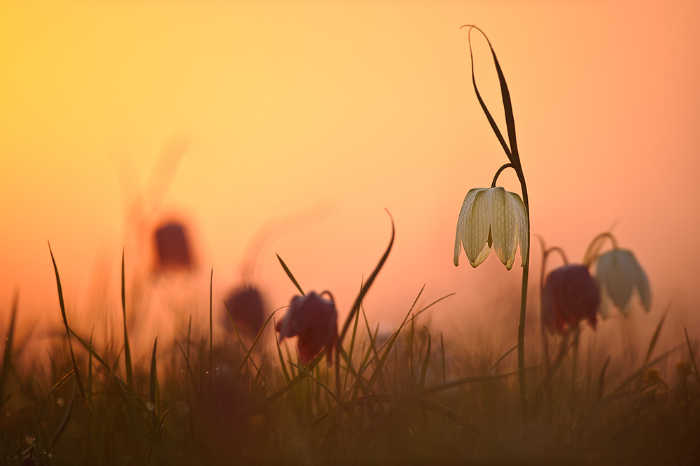 sunrise-17.jpg