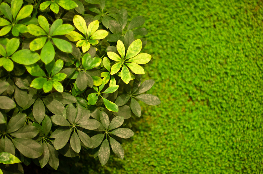 dubai-green-10.jpg