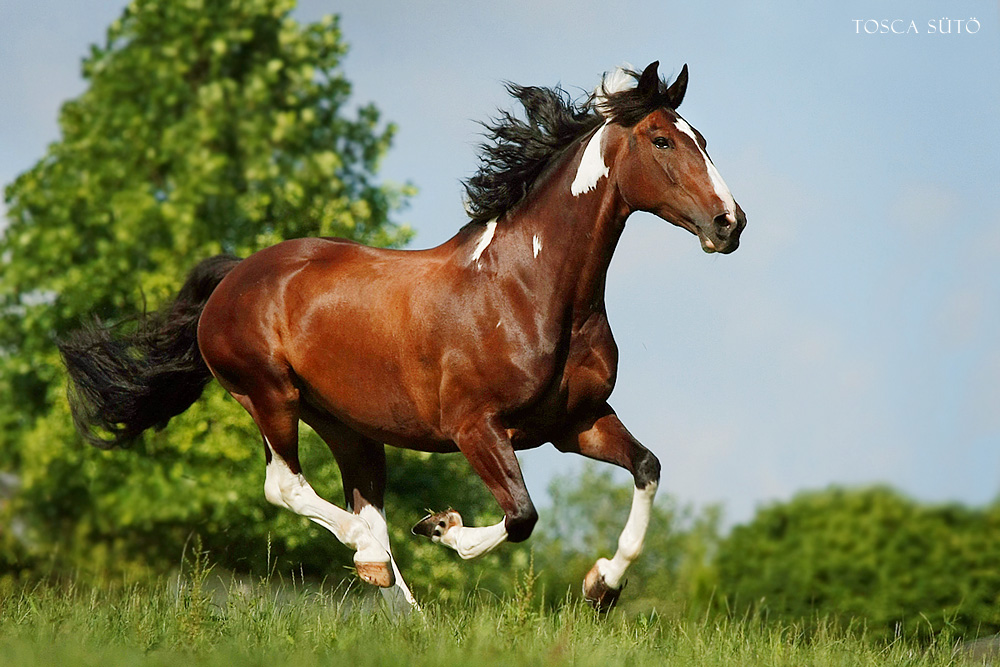 horses-11.jpg