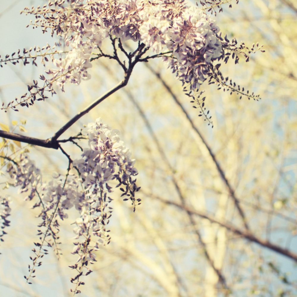 spring-flowers-15.jpg