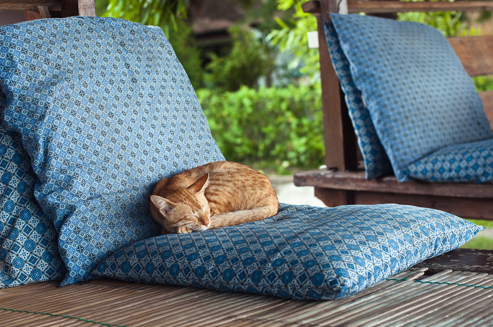 sleeping-cats-5.jpg