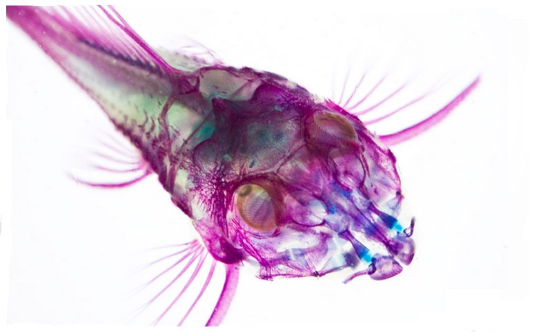 transparent-specimen-10