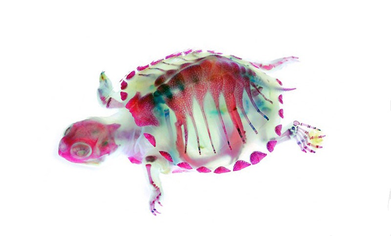 transparent-specimen-12