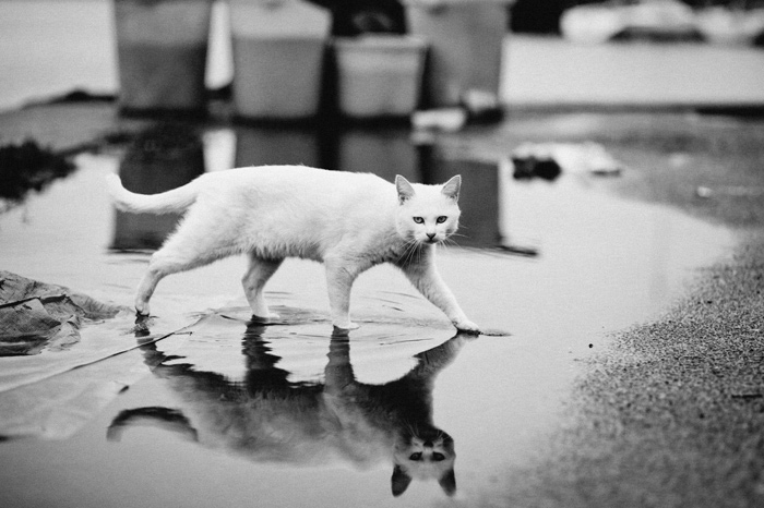 Фотографии кошек фото кошки