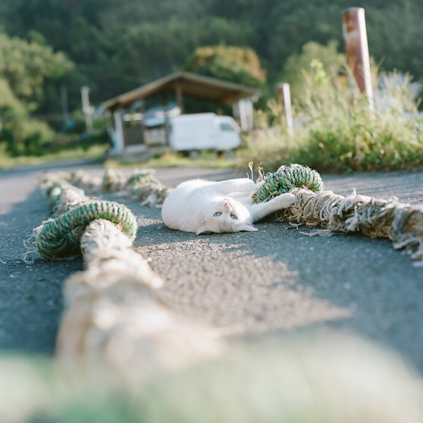 Фотографии кошек фото кошки