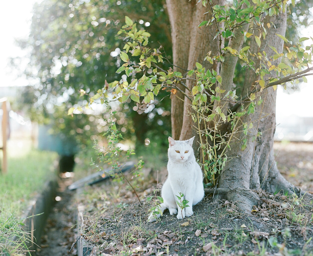 Фотографии кошек фото кошки