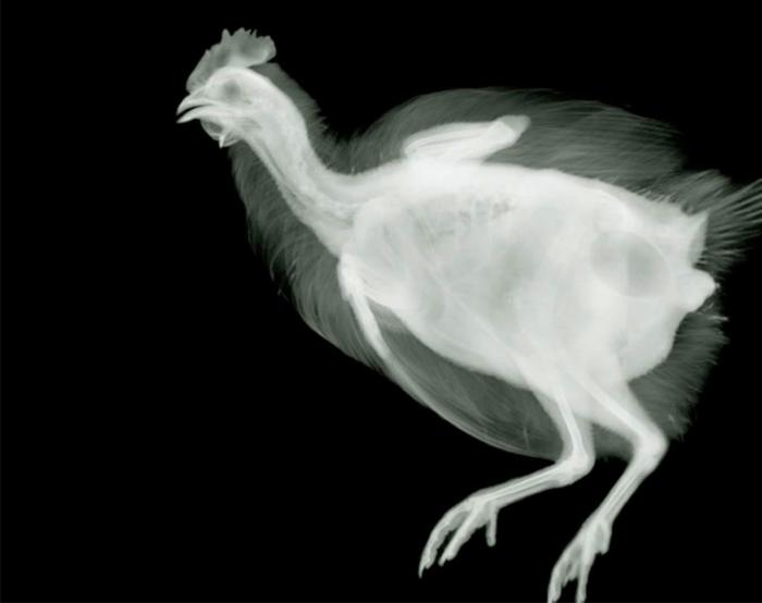 Nick Veasey рентгенография