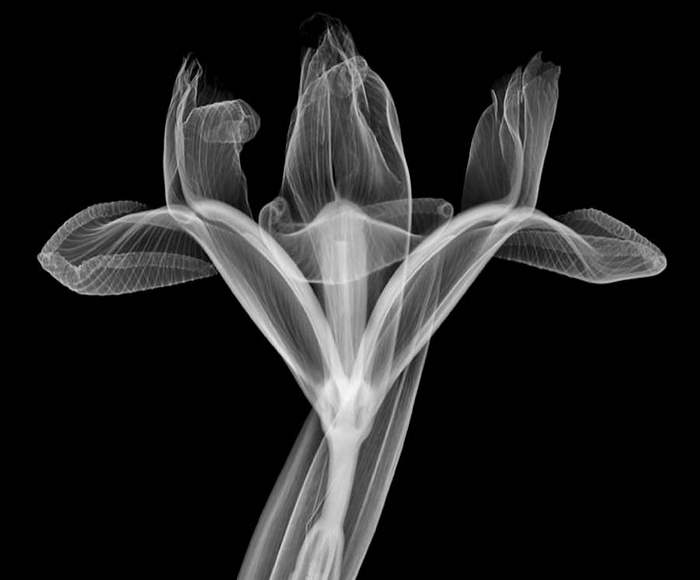 Nick Veasey рентгенография
