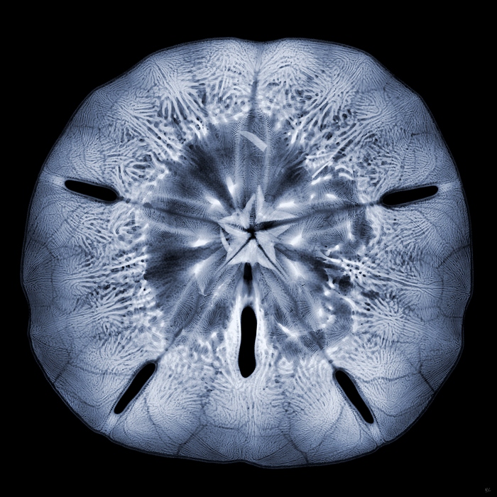 Nick Veasey рентгенография
