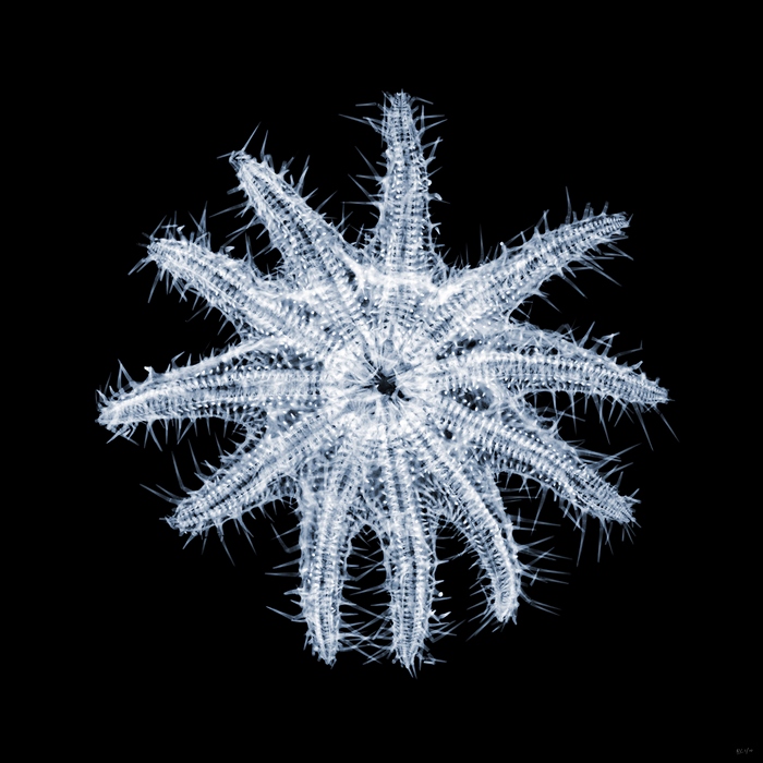 Nick Veasey рентгенография