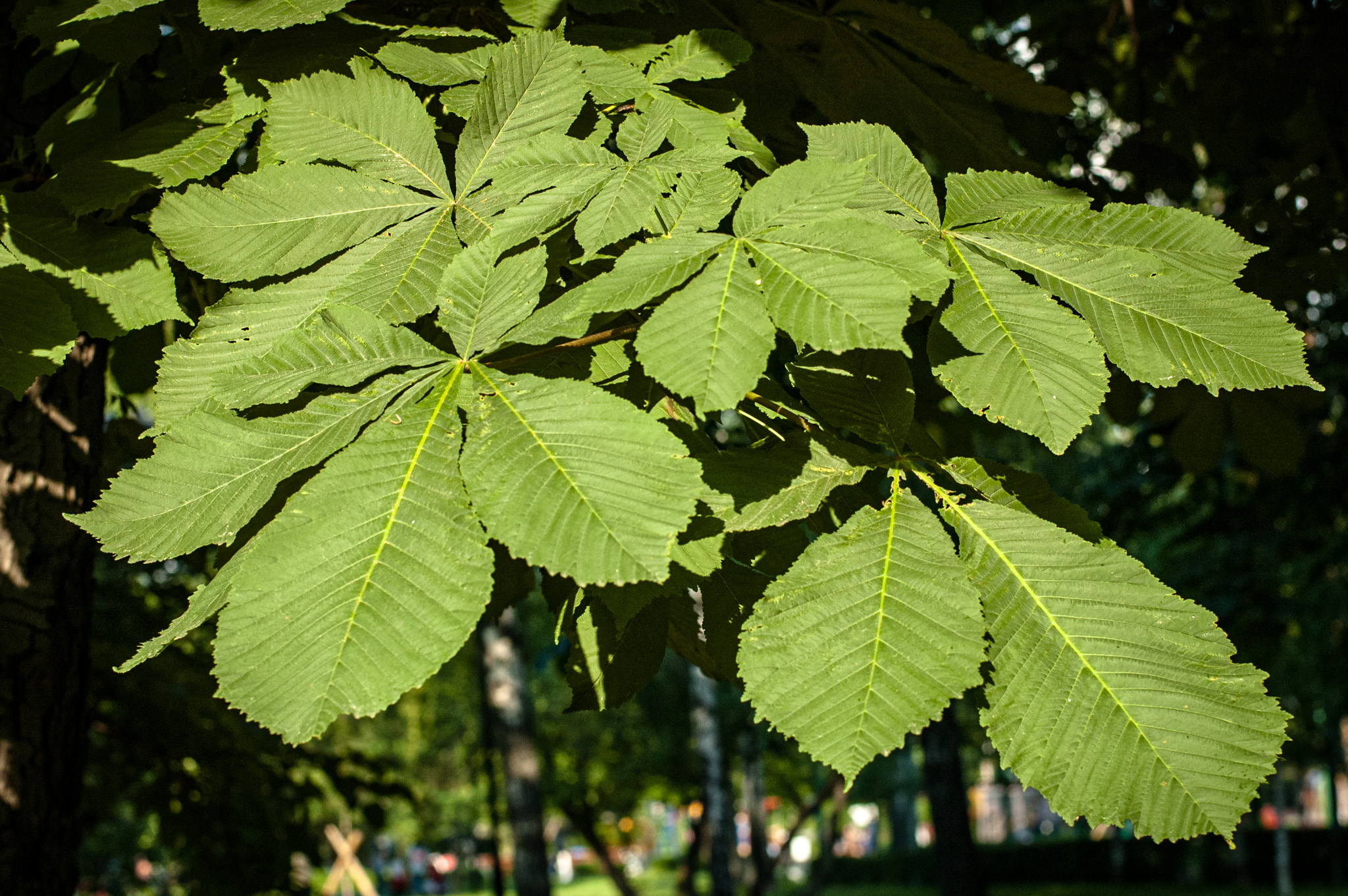 природа москвы