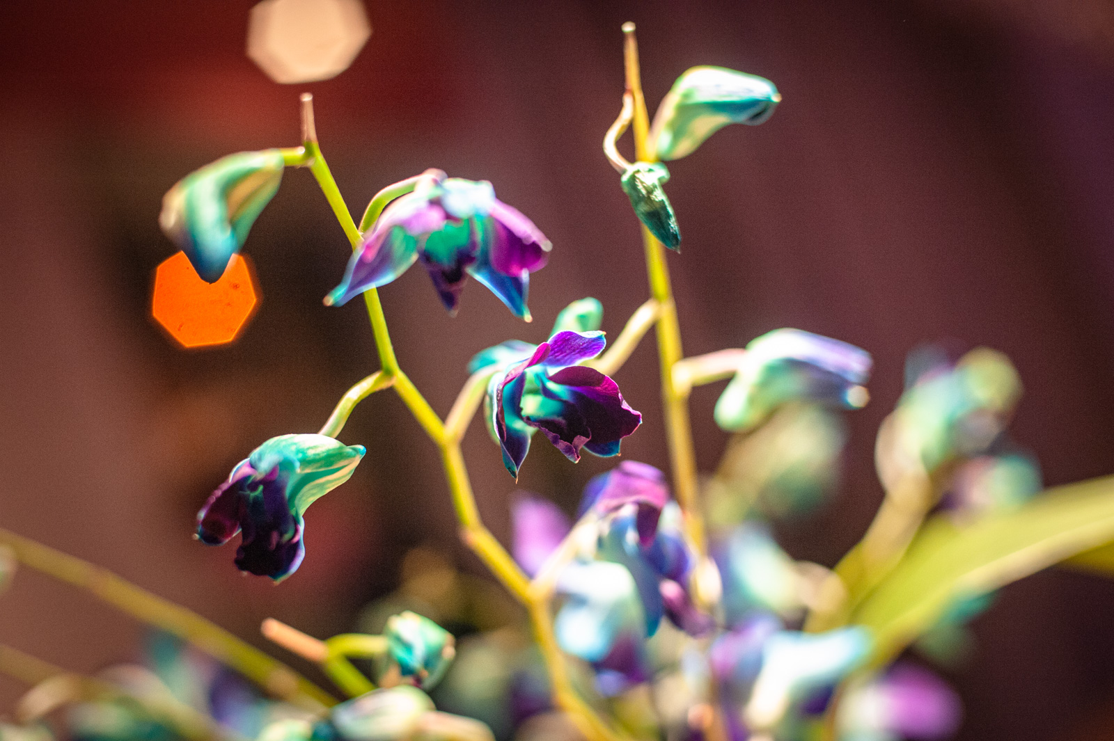 вегетарианская еда