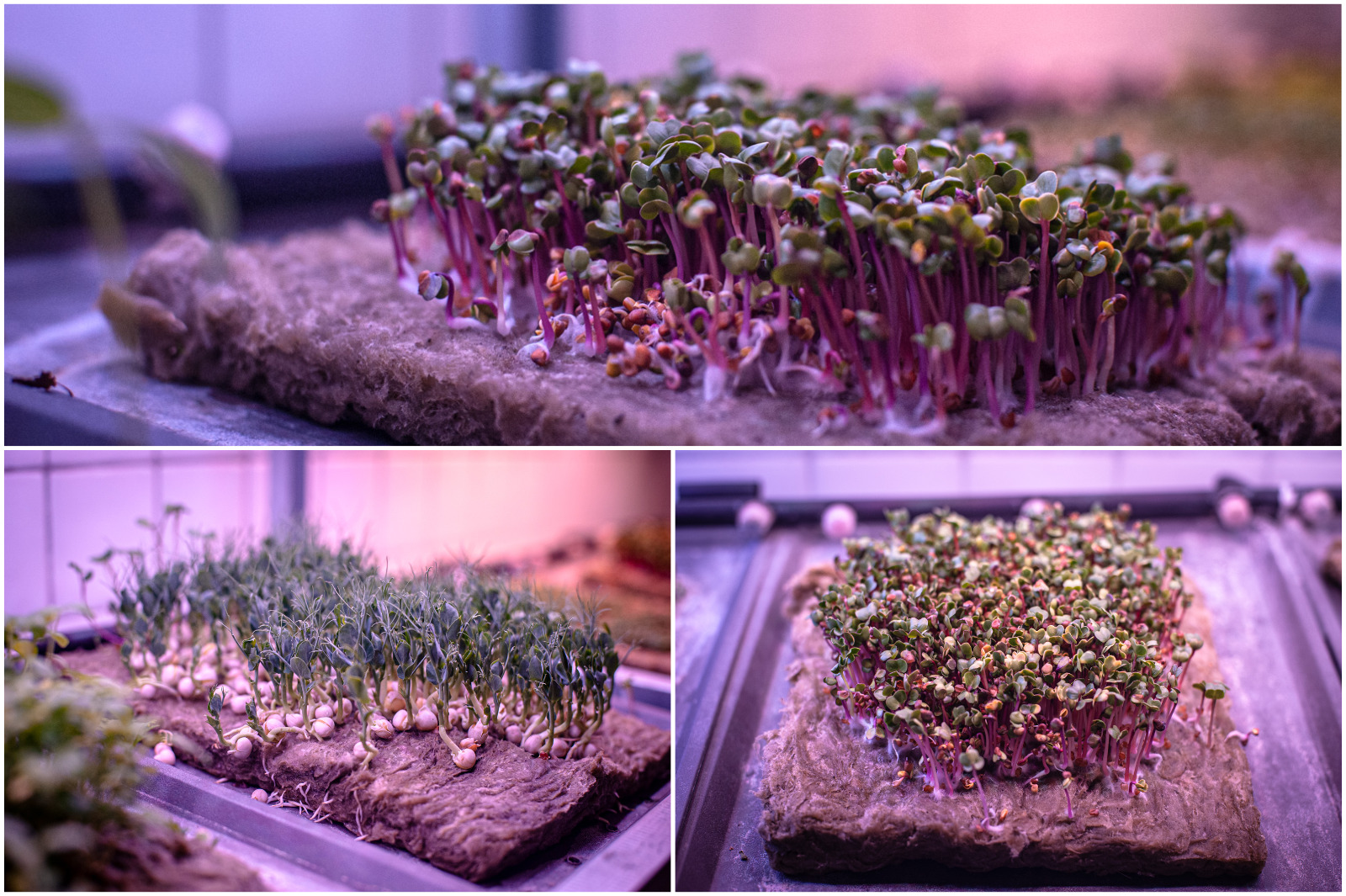 микрозелень фото