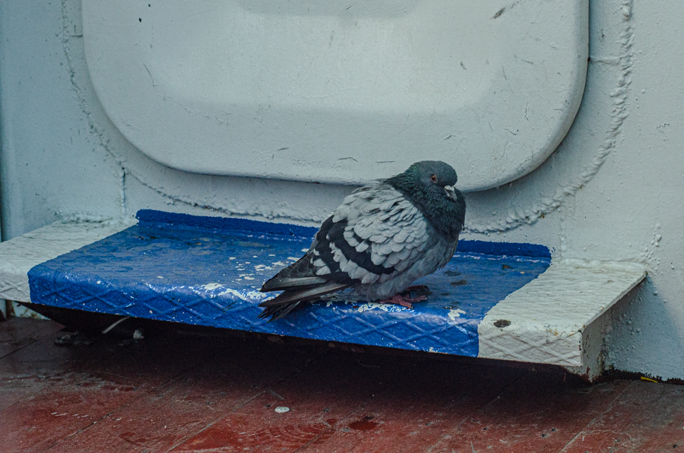 rivertickets ru речные