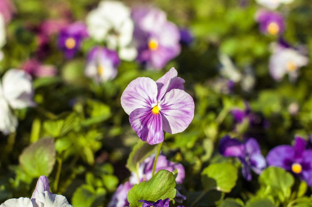 московские парки