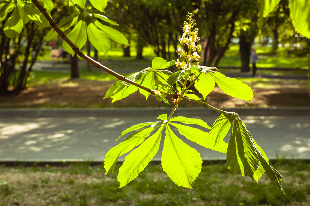 парк красная пресня