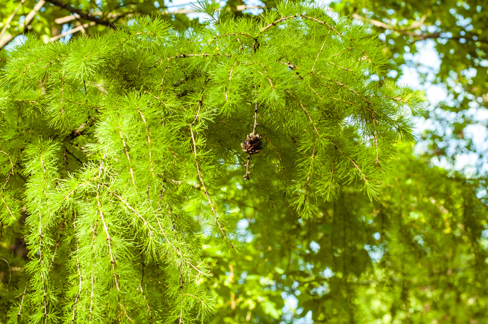 парк культуры +и отдыха красная пресня