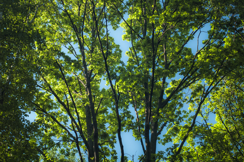 парк Дубовая роща Маяк